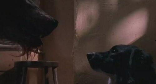 深夜狼人在线视频,揭秘神秘游戏背后的惊悚故事