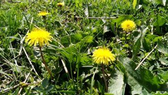 野花www在线视频免费,探寻自然之美，感受生命律动