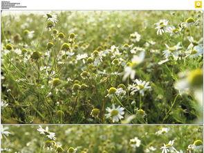 野花www在线视频免费,探寻自然之美，感受生命律动