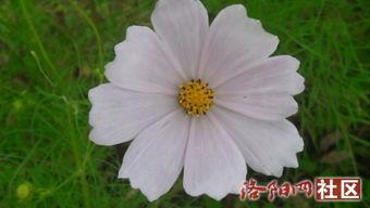 野花www在线视频免费,探寻自然之美，感受生命律动