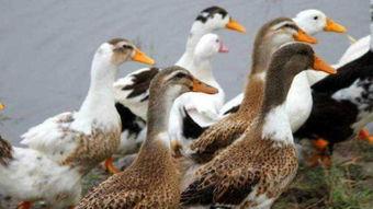 在线视频窝老鸭,揭秘短视频制作背后的创意与技巧