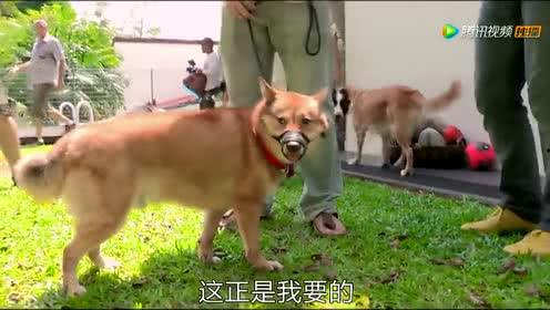 恶犬酱在线视频