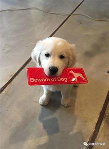 恶犬酱在线视频