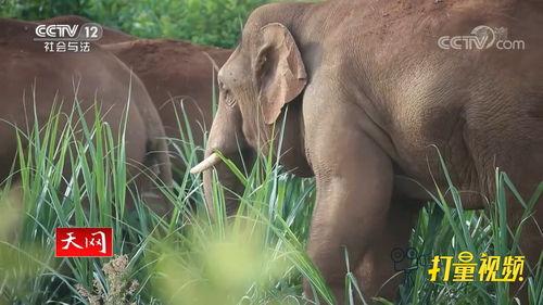 动物人类在线视频,在线视频中的温馨瞬间